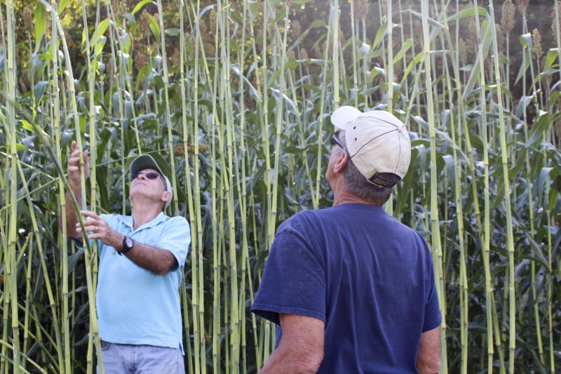 Appalachian Acres in Tallmansville, West Virginia, is owned and operated by Donnie Tenney and Lorelie Nicolas-Tenney. On September 28, 2017, they gathered with family and friends, including Nicolas-Tenney's mother Liz Villegas, seedsaver and farmer Charlie Radabaugh (of Radabaugh Farm in Buckhannon, WV), and seedsaver, farmer, and chef Mike Costello (of Lost Creek Farm in Lost Creek, WV), to harvest, process and boil sorghum into syrup.