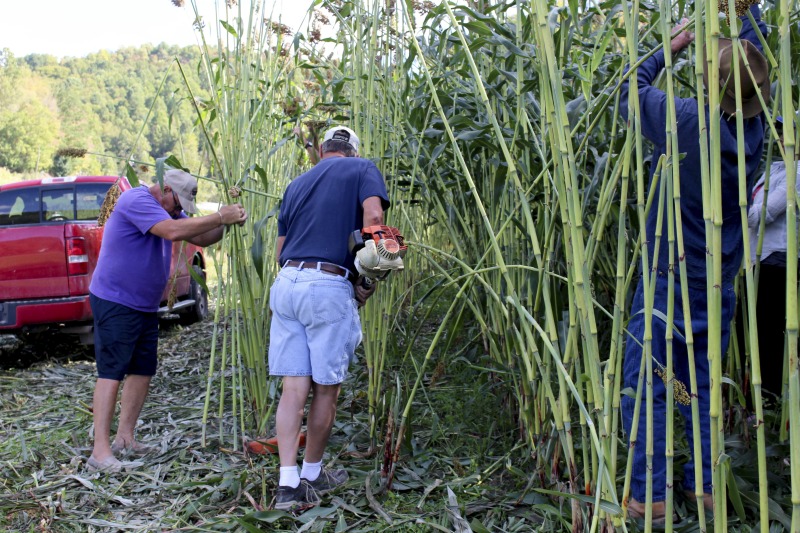 Appalachian Acres in Tallmansville, West Virginia, is owned and operated by Donnie Tenney and Lorelie Nicolas-Tenney. On September 28, 2017, they gathered with family and friends, including Nicolas-Tenney's mother Liz Villegas, seedsaver and farmer Charlie Radabaugh (of Radabaugh Farm in Buckhannon, WV), and seedsaver, farmer, and chef Mike Costello (of Lost Creek Farm in Lost Creek, WV), to harvest, process and boil sorghum into syrup.