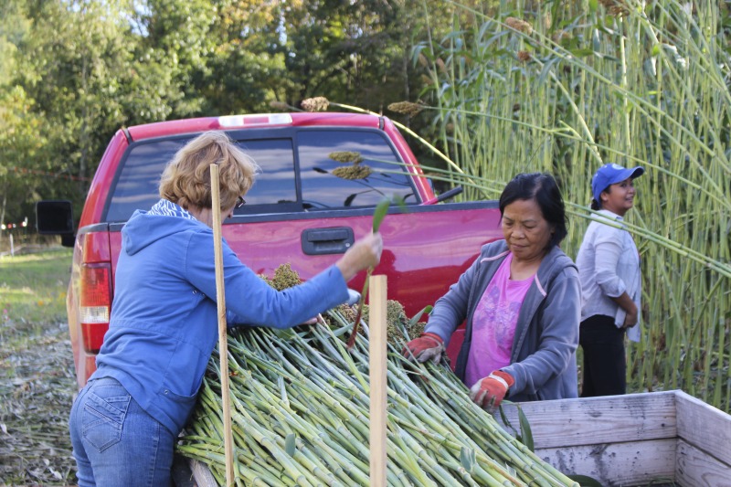 ["Appalachian Acres in Tallmansville, West Virginia, is owned and operated by Donnie Tenney and Lorelie Nicolas-Tenney. On September 28, 2017, they gathered with family and friends, including Nicolas-Tenney's mother Liz Villegas, seedsaver and farmer Charlie Radabaugh (of Radabaugh Farm in Buckhannon, WV), and seedsaver, farmer, and chef Mike Costello (of Lost Creek Farm in Lost Creek, WV), to harvest, process and boil sorghum into syrup."]%