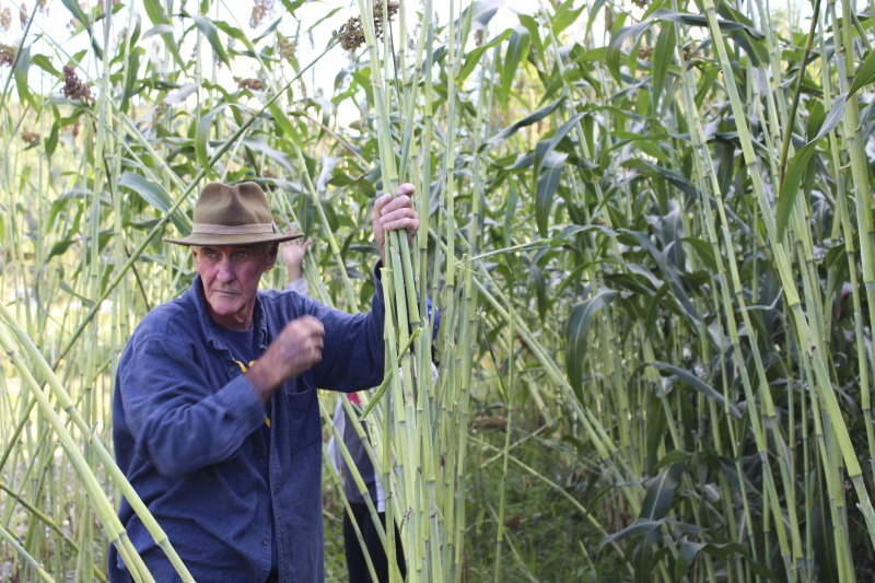 ["Appalachian Acres in Tallmansville, West Virginia, is owned and operated by Donnie Tenney and Lorelie Nicolas-Tenney. On September 28, 2017, they gathered with family and friends, including Nicolas-Tenney's mother Liz Villegas, seedsaver and farmer Charlie Radabaugh (of Radabaugh Farm in Buckhannon, WV), and seedsaver, farmer, and chef Mike Costello (of Lost Creek Farm in Lost Creek, WV), to harvest, process and boil sorghum into syrup."]%