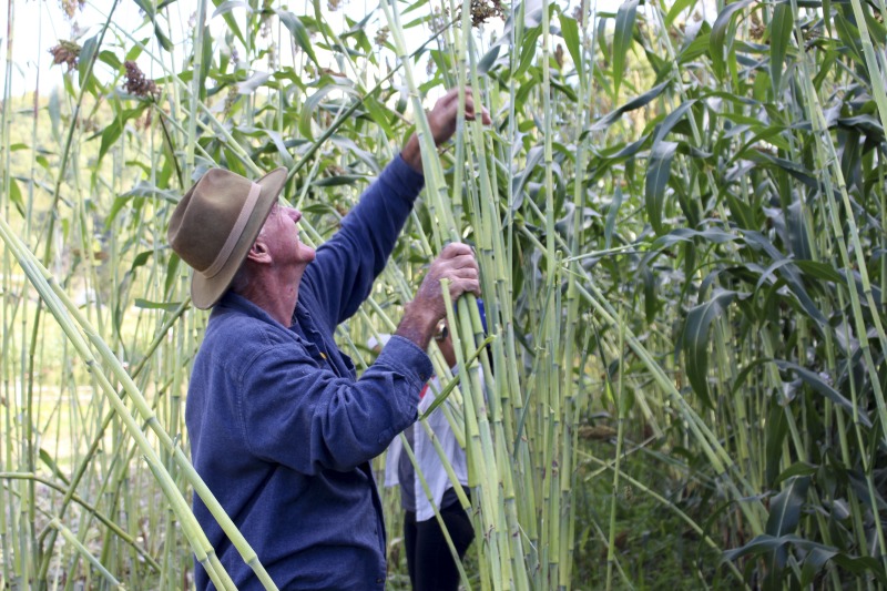 ["Appalachian Acres in Tallmansville, West Virginia, is owned and operated by Donnie Tenney and Lorelie Nicolas-Tenney. On September 28, 2017, they gathered with family and friends, including Nicolas-Tenney's mother Liz Villegas, seedsaver and farmer Charlie Radabaugh (of Radabaugh Farm in Buckhannon, WV), and seedsaver, farmer, and chef Mike Costello (of Lost Creek Farm in Lost Creek, WV), to harvest, process and boil sorghum into syrup."]%