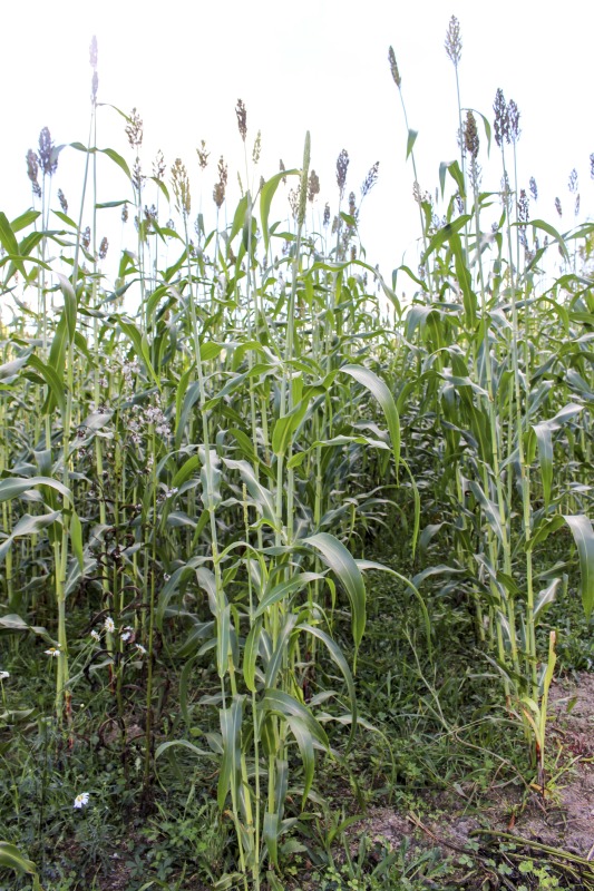 Appalachian Acres in Tallmansville, West Virginia, is owned and operated by Donnie Tenney and Lorelie Nicolas-Tenney. On September 28, 2017, they gathered with family and friends, including Nicolas-Tenney's mother Liz Villegas, seedsaver and farmer Charlie Radabaugh (of Radabaugh Farm in Buckhannon, WV), and seedsaver, farmer, and chef Mike Costello (of Lost Creek Farm in Lost Creek, WV), to harvest, process and boil sorghum into syrup.