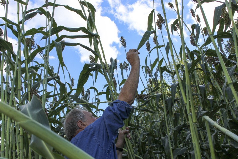 Appalachian Acres in Tallmansville, West Virginia, is owned and operated by Donnie Tenney and Lorelie Nicolas-Tenney. On September 28, 2017, they gathered with family and friends, including Nicolas-Tenney's mother Liz Villegas, seedsaver and farmer Charlie Radabaugh (of Radabaugh Farm in Buckhannon, WV), and seedsaver, farmer, and chef Mike Costello (of Lost Creek Farm in Lost Creek, WV), to harvest, process and boil sorghum into syrup.