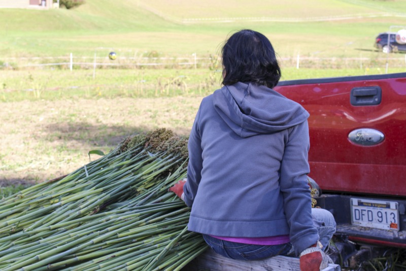 Appalachian Acres in Tallmansville, West Virginia, is owned and operated by Donnie Tenney and Lorelie Nicolas-Tenney. On September 28, 2017, they gathered with family and friends, including Nicolas-Tenney's mother Liz Villegas, seedsaver and farmer Charlie Radabaugh (of Radabaugh Farm in Buckhannon, WV), and seedsaver, farmer, and chef Mike Costello (of Lost Creek Farm in Lost Creek, WV), to harvest, process and boil sorghum into syrup.