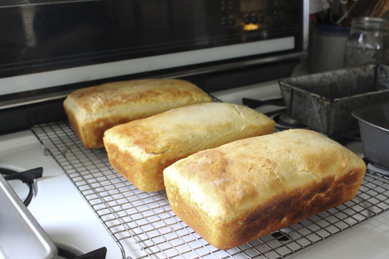 ["Genevieve (Jenny) Bardwell and Susan Ray Brown of Mount Morris, Pennsylvania led an apprenticeship in salt rising bread with Amy Dawson of Lost Creek, West Virginia as part of the 2018 West Virginia Folklife Apprenticeship Program, supported in part by the National Endowment for the Arts. Master salt rising bread baker Genevieve (Jenny) Bardwell holds an A.S. in culinary arts from the Culinary Institute of America, and a B.S. and M.S. in plant pathology from the University of Massachusetts. Jenny is the co-author of Salt Rising Bread: Recipes and Heartfelt Stories of a Nearly Lost Appalachian Tradition and was the co-founder of Rising Creek Bakery in Mount Morris, Pennsylvania, both with Susan Ray Brown. Jenny has engaged in a deep, decades-long study of the unique labor-intensive Appalachian bread, focusing particularly on the scientific process and researching analog breads in other cultures. In 2017, she was awarded a Folk and Traditional Arts Apprenticeship Grant from the Pennsylvania Council of the Arts to lead a salt rising bread apprenticeship with baker Antonio Archer and in 2018, she was awarded an Folklife Apprenticeship Grant from the West Virginia Folklife Program with fellow baker Susan Ray Brown and apprentice Amy Dawson.Master salt rising bread baker Susan Ray Brown grew up in southern West Virginia, and her family roots go back nearly 300 years in her beloved Mountain State. She holds a B.A. in sociology/anthropology from West Virginia University. Susan is the co-author of Salt Rising Bread: Recipes and Heartfelt Stories of a Nearly Lost Appalachian Tradition and was the co-founder of Rising Creek Bakery in Mount Morris, PA, both with Jenny Bardwell. Susan has engaged in a deep, decades-long study of the unique labor-intensive Appalachian bread, recording oral histories, gathering recipes, conducting scientific studies, and constantly experimenting through her own baking. Find more on her website at www.saltrisingbread.net.Amy Dawson is a native of Lost Creek, West Virginia. She holds a B.S. in geology from West Virginia University and a J.D. from the College of Law at West Virginia University. She manages and co-owns Lost Creek Farm with her partner Mike Costello, hosting travelling kitchen/pop-up dinner events around the greater Appalachian region. In 2018, Lost Creek Farm was featured on CNNs Parts Unknown with Anthony Bourdain.See our feature on Bardwell and Browns apprenticeship with Dawson here: https://wvfolklife.org/2018/11/12/2018-master-artists-apprentice-feature-genevieve-bardwell-susan-ray-brown-amy-dawson-salt-rising-bread/"]%