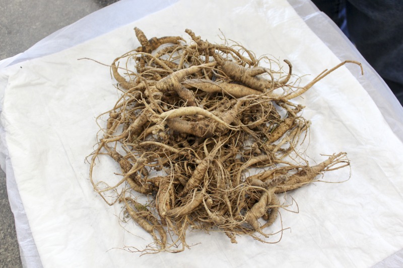 ["Tony Coffman is the owner of Coffmans Metals, LLC in Birch River, West Virginia, which specializing in the buying and selling of ginseng and other wild herbs and roots, scrap metal, recyclables, and furs. A licensed ginseng dealer, Coffman began digging ginseng when he was a teenager for extra pocket money. Coffman inherited the business in 1987 from his grandfather Guy Coffman.These photos and related interviews were conducted in collaboration with the Smithsonian Folklife Festivals 2020 festival program on American ginseng. Learn more: https://festival.si.edu/blog/west-virginia-ginseng-trade"]%