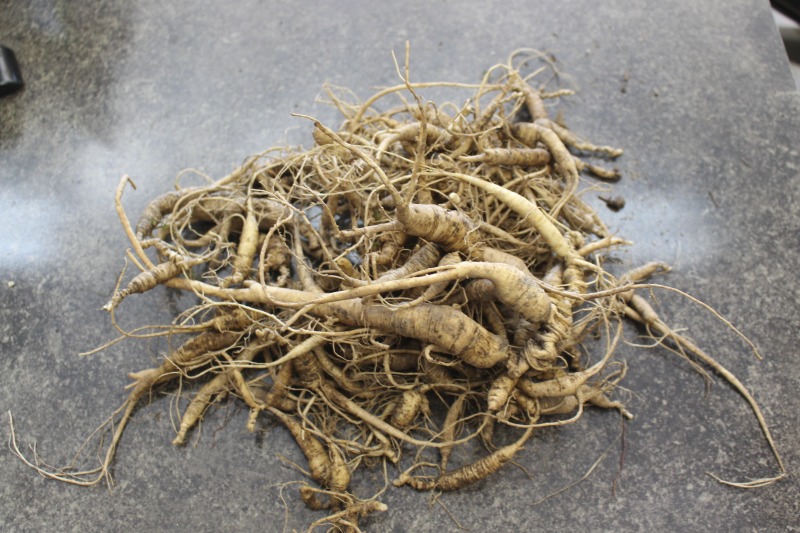 ["Tony Coffman is the owner of Coffmans Metals, LLC in Birch River, West Virginia, which specializing in the buying and selling of ginseng and other wild herbs and roots, scrap metal, recyclables, and furs. A licensed ginseng dealer, Coffman began digging ginseng when he was a teenager for extra pocket money. Coffman inherited the business in 1987 from his grandfather Guy Coffman.These photos and related interviews were conducted in collaboration with the Smithsonian Folklife Festivals 2020 festival program on American ginseng. Learn more: https://festival.si.edu/blog/west-virginia-ginseng-trade"]%