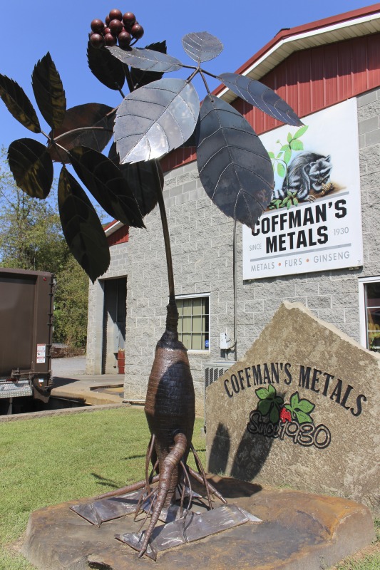 Tony Coffman is the owner of Coffmans Metals, LLC in Birch River, West Virginia, which specializing in the buying and selling of ginseng and other wild herbs and roots, scrap metal, recyclables, and furs. A licensed ginseng dealer, Coffman began digging ginseng when he was a teenager for extra pocket money. Coffman inherited the business in 1987 from his grandfather Guy Coffman.These photos and related interviews were conducted in collaboration with the Smithsonian Folklife Festivals 2020 festival program on American ginseng. Learn more: https://festival.si.edu/blog/west-virginia-ginseng-trade