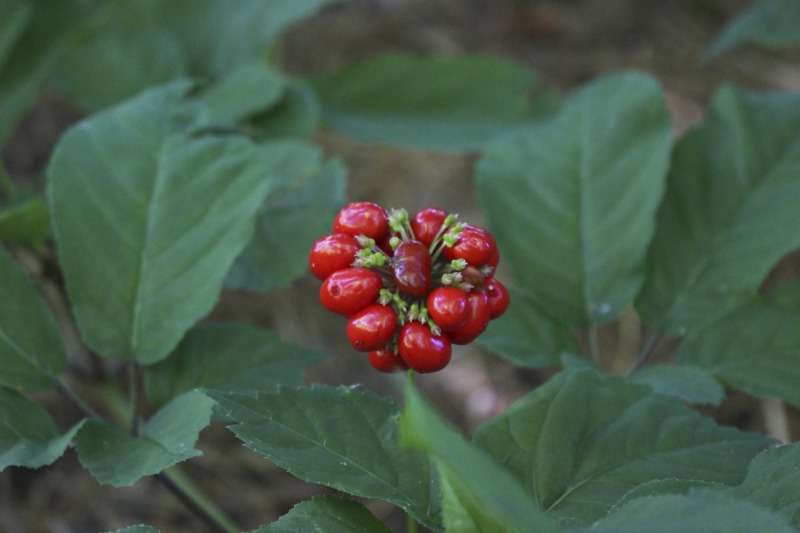 ["A ginseng digger and cultivator since he was young, Ed Daniels and his wife Carole own and operate Shady Grove Farm in Randolph County where they grow ginseng, goldenseal, ramps, cohosh, and industrial hemp, among other plants. In this interview, Ed and Carole talk about their forest farming and seed saving practice, the hopes for their farm, and Eds family tradition of medicinal herbs. Ed Daniels is a 2020-2021 participant in the West Virginia Folklife Apprenticeship Program, leading an apprenticeship with Clara Haizlett of Wellsburg. Learn more: https://wvfolklife.org/2020/10/21/2020-folklife-apprenticeship-feature-ed-daniels-clara-haizlett-agroforestry-forest-farming/Shady Grove Botanicals: https://www.shadygrovebotanicals.com/"]%