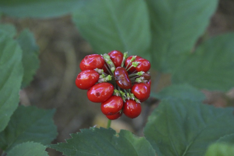 ["A ginseng digger and cultivator since he was young, Ed Daniels and his wife Carole own and operate Shady Grove Farm in Randolph County where they grow ginseng, goldenseal, ramps, cohosh, and industrial hemp, among other plants. In this interview, Ed and Carole talk about their forest farming and seed saving practice, the hopes for their farm, and Eds family tradition of medicinal herbs. Ed Daniels is a 2020-2021 participant in the West Virginia Folklife Apprenticeship Program, leading an apprenticeship with Clara Haizlett of Wellsburg. Learn more: https://wvfolklife.org/2020/10/21/2020-folklife-apprenticeship-feature-ed-daniels-clara-haizlett-agroforestry-forest-farming/Shady Grove Botanicals: https://www.shadygrovebotanicals.com/"]%