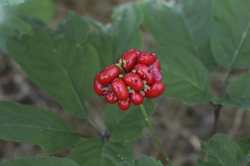 ["A ginseng digger and cultivator since he was young, Ed Daniels and his wife Carole own and operate Shady Grove Farm in Randolph County where they grow ginseng, goldenseal, ramps, cohosh, and industrial hemp, among other plants. In this interview, Ed and Carole talk about their forest farming and seed saving practice, the hopes for their farm, and Eds family tradition of medicinal herbs. Ed Daniels is a 2020-2021 participant in the West Virginia Folklife Apprenticeship Program, leading an apprenticeship with Clara Haizlett of Wellsburg. Learn more: https://wvfolklife.org/2020/10/21/2020-folklife-apprenticeship-feature-ed-daniels-clara-haizlett-agroforestry-forest-farming/Shady Grove Botanicals: https://www.shadygrovebotanicals.com/"]%