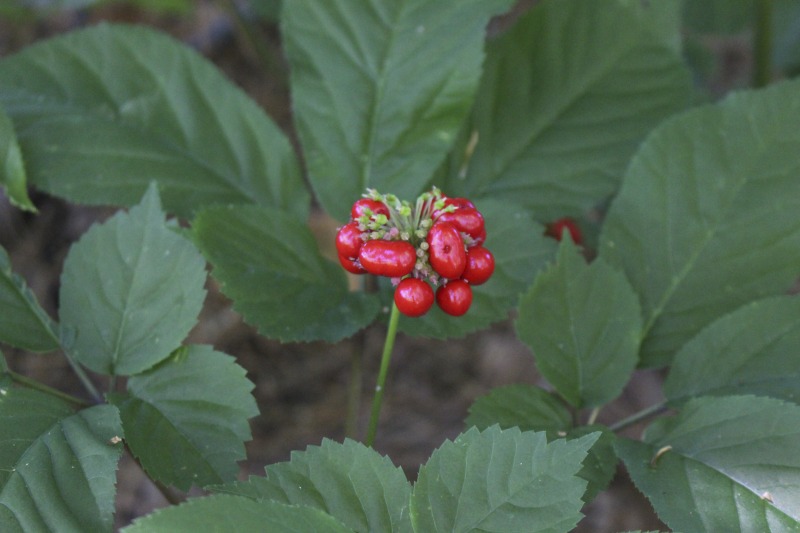 ["A ginseng digger and cultivator since he was young, Ed Daniels and his wife Carole own and operate Shady Grove Farm in Randolph County where they grow ginseng, goldenseal, ramps, cohosh, and industrial hemp, among other plants. In this interview, Ed and Carole talk about their forest farming and seed saving practice, the hopes for their farm, and Eds family tradition of medicinal herbs. Ed Daniels is a 2020-2021 participant in the West Virginia Folklife Apprenticeship Program, leading an apprenticeship with Clara Haizlett of Wellsburg. Learn more: https://wvfolklife.org/2020/10/21/2020-folklife-apprenticeship-feature-ed-daniels-clara-haizlett-agroforestry-forest-farming/Shady Grove Botanicals: https://www.shadygrovebotanicals.com/"]%