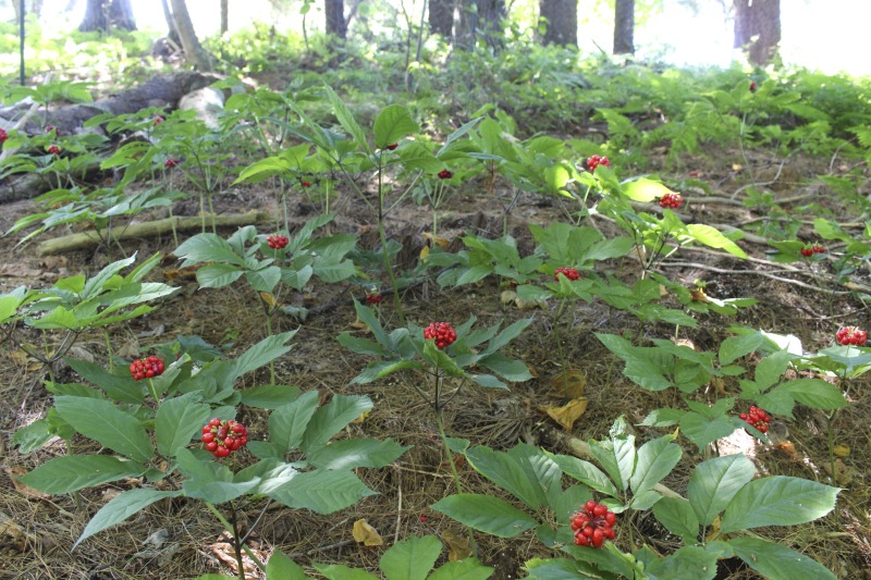 ["A ginseng digger and cultivator since he was young, Ed Daniels and his wife Carole own and operate Shady Grove Farm in Randolph County where they grow ginseng, goldenseal, ramps, cohosh, and industrial hemp, among other plants. In this interview, Ed and Carole talk about their forest farming and seed saving practice, the hopes for their farm, and Eds family tradition of medicinal herbs. Ed Daniels is a 2020-2021 participant in the West Virginia Folklife Apprenticeship Program, leading an apprenticeship with Clara Haizlett of Wellsburg. Learn more: https://wvfolklife.org/2020/10/21/2020-folklife-apprenticeship-feature-ed-daniels-clara-haizlett-agroforestry-forest-farming/Shady Grove Botanicals: https://www.shadygrovebotanicals.com/"]%