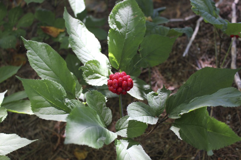 ["A ginseng digger and cultivator since he was young, Ed Daniels and his wife Carole own and operate Shady Grove Farm in Randolph County where they grow ginseng, goldenseal, ramps, cohosh, and industrial hemp, among other plants. In this interview, Ed and Carole talk about their forest farming and seed saving practice, the hopes for their farm, and Eds family tradition of medicinal herbs. Ed Daniels is a 2020-2021 participant in the West Virginia Folklife Apprenticeship Program, leading an apprenticeship with Clara Haizlett of Wellsburg. Learn more: https://wvfolklife.org/2020/10/21/2020-folklife-apprenticeship-feature-ed-daniels-clara-haizlett-agroforestry-forest-farming/Shady Grove Botanicals: https://www.shadygrovebotanicals.com/"]%