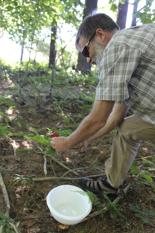 A ginseng digger and cultivator since he was young, Ed Daniels and his wife Carole own and operate Shady Grove Farm in Randolph County where they grow ginseng, goldenseal, ramps, cohosh, and industrial hemp, among other plants. In this interview, Ed and Carole talk about their forest farming and seed saving practice, the hopes for their farm, and Eds family tradition of medicinal herbs. Ed Daniels is a 2020-2021 participant in the West Virginia Folklife Apprenticeship Program, leading an apprenticeship with Clara Haizlett of Wellsburg. Learn more: https://wvfolklife.org/2020/10/21/2020-folklife-apprenticeship-feature-ed-daniels-clara-haizlett-agroforestry-forest-farming/Shady Grove Botanicals: https://www.shadygrovebotanicals.com/