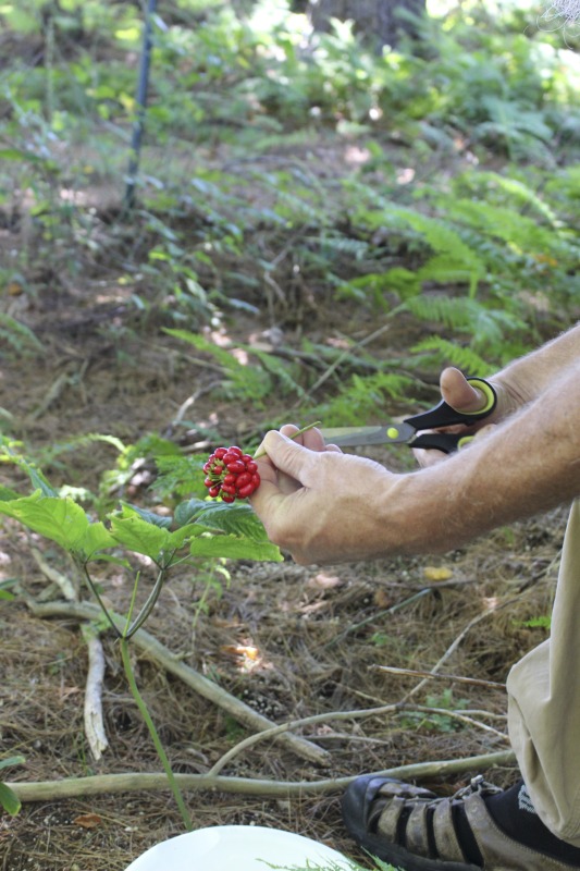 ["A ginseng digger and cultivator since he was young, Ed Daniels and his wife Carole own and operate Shady Grove Farm in Randolph County where they grow ginseng, goldenseal, ramps, cohosh, and industrial hemp, among other plants. In this interview, Ed and Carole talk about their forest farming and seed saving practice, the hopes for their farm, and Eds family tradition of medicinal herbs. Ed Daniels is a 2020-2021 participant in the West Virginia Folklife Apprenticeship Program, leading an apprenticeship with Clara Haizlett of Wellsburg. Learn more: https://wvfolklife.org/2020/10/21/2020-folklife-apprenticeship-feature-ed-daniels-clara-haizlett-agroforestry-forest-farming/Shady Grove Botanicals: https://www.shadygrovebotanicals.com/"]%