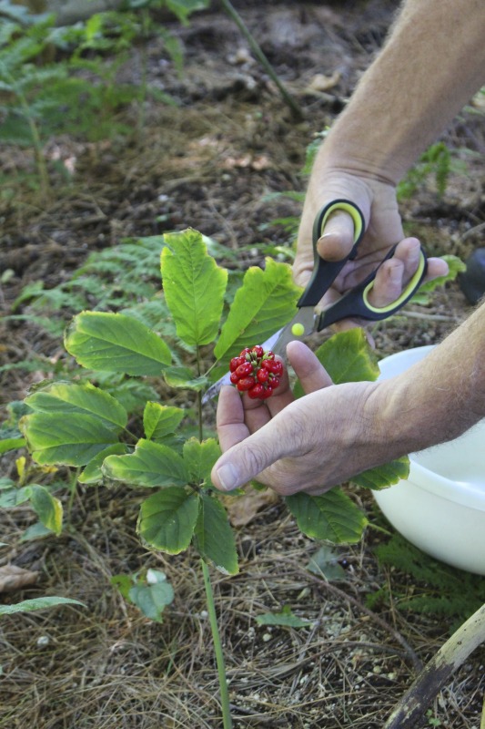 ["A ginseng digger and cultivator since he was young, Ed Daniels and his wife Carole own and operate Shady Grove Farm in Randolph County where they grow ginseng, goldenseal, ramps, cohosh, and industrial hemp, among other plants. In this interview, Ed and Carole talk about their forest farming and seed saving practice, the hopes for their farm, and Eds family tradition of medicinal herbs. Ed Daniels is a 2020-2021 participant in the West Virginia Folklife Apprenticeship Program, leading an apprenticeship with Clara Haizlett of Wellsburg. Learn more: https://wvfolklife.org/2020/10/21/2020-folklife-apprenticeship-feature-ed-daniels-clara-haizlett-agroforestry-forest-farming/Shady Grove Botanicals: https://www.shadygrovebotanicals.com/"]%