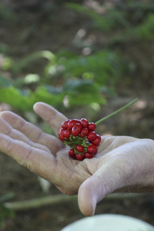 ["A ginseng digger and cultivator since he was young, Ed Daniels and his wife Carole own and operate Shady Grove Farm in Randolph County where they grow ginseng, goldenseal, ramps, cohosh, and industrial hemp, among other plants. In this interview, Ed and Carole talk about their forest farming and seed saving practice, the hopes for their farm, and Eds family tradition of medicinal herbs. Ed Daniels is a 2020-2021 participant in the West Virginia Folklife Apprenticeship Program, leading an apprenticeship with Clara Haizlett of Wellsburg. Learn more: https://wvfolklife.org/2020/10/21/2020-folklife-apprenticeship-feature-ed-daniels-clara-haizlett-agroforestry-forest-farming/Shady Grove Botanicals: https://www.shadygrovebotanicals.com/"]%