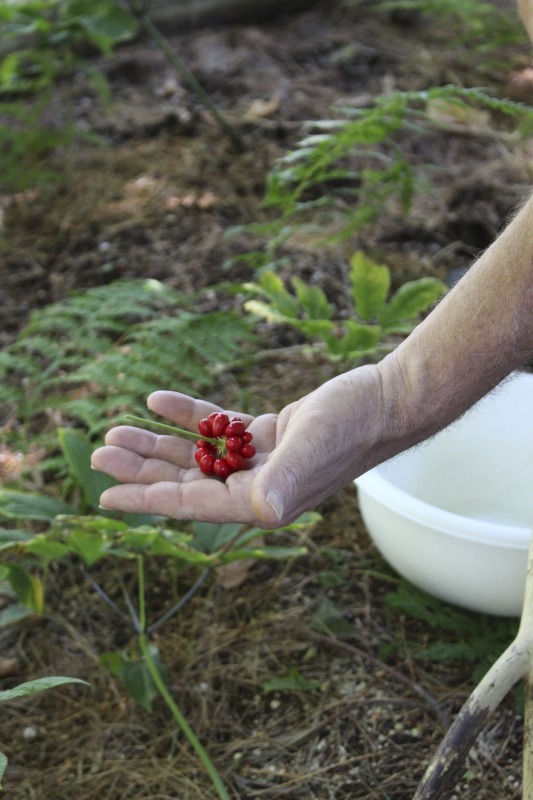 ["A ginseng digger and cultivator since he was young, Ed Daniels and his wife Carole own and operate Shady Grove Farm in Randolph County where they grow ginseng, goldenseal, ramps, cohosh, and industrial hemp, among other plants. In this interview, Ed and Carole talk about their forest farming and seed saving practice, the hopes for their farm, and Eds family tradition of medicinal herbs. Ed Daniels is a 2020-2021 participant in the West Virginia Folklife Apprenticeship Program, leading an apprenticeship with Clara Haizlett of Wellsburg. Learn more: https://wvfolklife.org/2020/10/21/2020-folklife-apprenticeship-feature-ed-daniels-clara-haizlett-agroforestry-forest-farming/Shady Grove Botanicals: https://www.shadygrovebotanicals.com/"]%