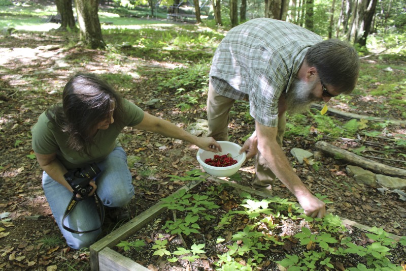 ["A ginseng digger and cultivator since he was young, Ed Daniels and his wife Carole own and operate Shady Grove Farm in Randolph County where they grow ginseng, goldenseal, ramps, cohosh, and industrial hemp, among other plants. In this interview, Ed and Carole talk about their forest farming and seed saving practice, the hopes for their farm, and Eds family tradition of medicinal herbs. Ed Daniels is a 2020-2021 participant in the West Virginia Folklife Apprenticeship Program, leading an apprenticeship with Clara Haizlett of Wellsburg. Learn more: https://wvfolklife.org/2020/10/21/2020-folklife-apprenticeship-feature-ed-daniels-clara-haizlett-agroforestry-forest-farming/Shady Grove Botanicals: https://www.shadygrovebotanicals.com/"]%