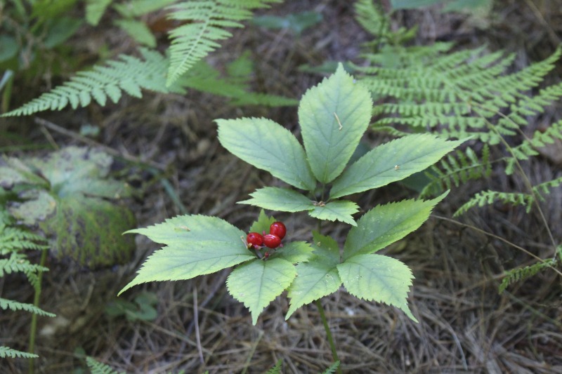 ["A ginseng digger and cultivator since he was young, Ed Daniels and his wife Carole own and operate Shady Grove Farm in Randolph County where they grow ginseng, goldenseal, ramps, cohosh, and industrial hemp, among other plants. In this interview, Ed and Carole talk about their forest farming and seed saving practice, the hopes for their farm, and Eds family tradition of medicinal herbs. Ed Daniels is a 2020-2021 participant in the West Virginia Folklife Apprenticeship Program, leading an apprenticeship with Clara Haizlett of Wellsburg. Learn more: https://wvfolklife.org/2020/10/21/2020-folklife-apprenticeship-feature-ed-daniels-clara-haizlett-agroforestry-forest-farming/Shady Grove Botanicals: https://www.shadygrovebotanicals.com/"]%