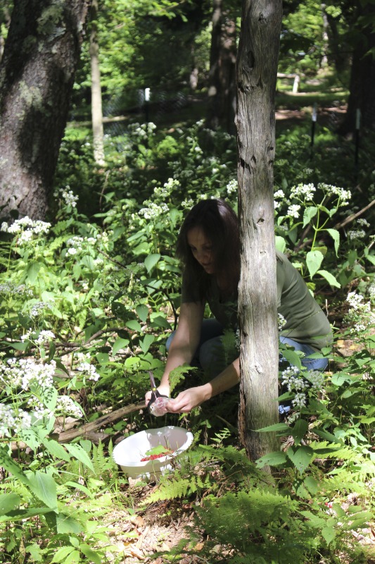 ["A ginseng digger and cultivator since he was young, Ed Daniels and his wife Carole own and operate Shady Grove Farm in Randolph County where they grow ginseng, goldenseal, ramps, cohosh, and industrial hemp, among other plants. In this interview, Ed and Carole talk about their forest farming and seed saving practice, the hopes for their farm, and Eds family tradition of medicinal herbs. Ed Daniels is a 2020-2021 participant in the West Virginia Folklife Apprenticeship Program, leading an apprenticeship with Clara Haizlett of Wellsburg. Learn more: https://wvfolklife.org/2020/10/21/2020-folklife-apprenticeship-feature-ed-daniels-clara-haizlett-agroforestry-forest-farming/Shady Grove Botanicals: https://www.shadygrovebotanicals.com/"]%