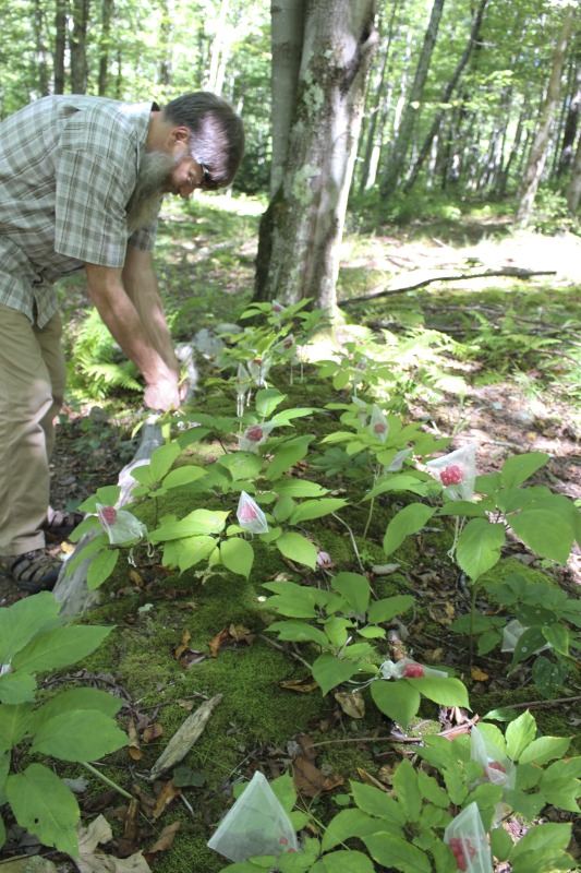 ["A ginseng digger and cultivator since he was young, Ed Daniels and his wife Carole own and operate Shady Grove Farm in Randolph County where they grow ginseng, goldenseal, ramps, cohosh, and industrial hemp, among other plants. In this interview, Ed and Carole talk about their forest farming and seed saving practice, the hopes for their farm, and Eds family tradition of medicinal herbs. Ed Daniels is a 2020-2021 participant in the West Virginia Folklife Apprenticeship Program, leading an apprenticeship with Clara Haizlett of Wellsburg. Learn more: https://wvfolklife.org/2020/10/21/2020-folklife-apprenticeship-feature-ed-daniels-clara-haizlett-agroforestry-forest-farming/Shady Grove Botanicals: https://www.shadygrovebotanicals.com/"]%