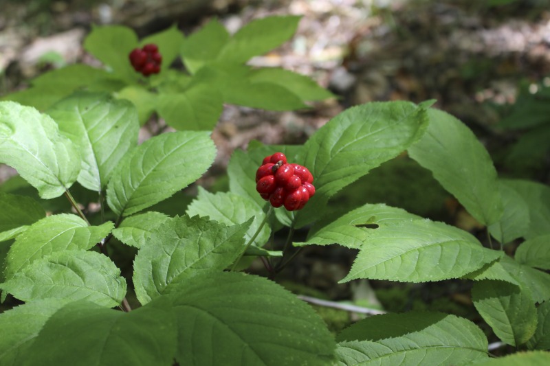 ["A ginseng digger and cultivator since he was young, Ed Daniels and his wife Carole own and operate Shady Grove Farm in Randolph County where they grow ginseng, goldenseal, ramps, cohosh, and industrial hemp, among other plants. In this interview, Ed and Carole talk about their forest farming and seed saving practice, the hopes for their farm, and Eds family tradition of medicinal herbs. Ed Daniels is a 2020-2021 participant in the West Virginia Folklife Apprenticeship Program, leading an apprenticeship with Clara Haizlett of Wellsburg. Learn more: https://wvfolklife.org/2020/10/21/2020-folklife-apprenticeship-feature-ed-daniels-clara-haizlett-agroforestry-forest-farming/Shady Grove Botanicals: https://www.shadygrovebotanicals.com/"]%