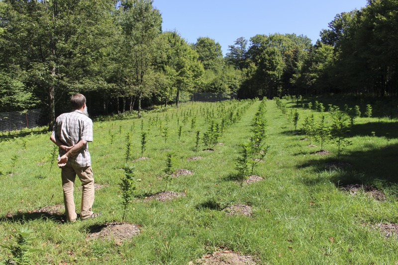 ["A ginseng digger and cultivator since he was young, Ed Daniels and his wife Carole own and operate Shady Grove Farm in Randolph County where they grow ginseng, goldenseal, ramps, cohosh, and industrial hemp, among other plants. In this interview, Ed and Carole talk about their forest farming and seed saving practice, the hopes for their farm, and Eds family tradition of medicinal herbs. Ed Daniels is a 2020-2021 participant in the West Virginia Folklife Apprenticeship Program, leading an apprenticeship with Clara Haizlett of Wellsburg. Learn more: https://wvfolklife.org/2020/10/21/2020-folklife-apprenticeship-feature-ed-daniels-clara-haizlett-agroforestry-forest-farming/Shady Grove Botanicals: https://www.shadygrovebotanicals.com/"]%