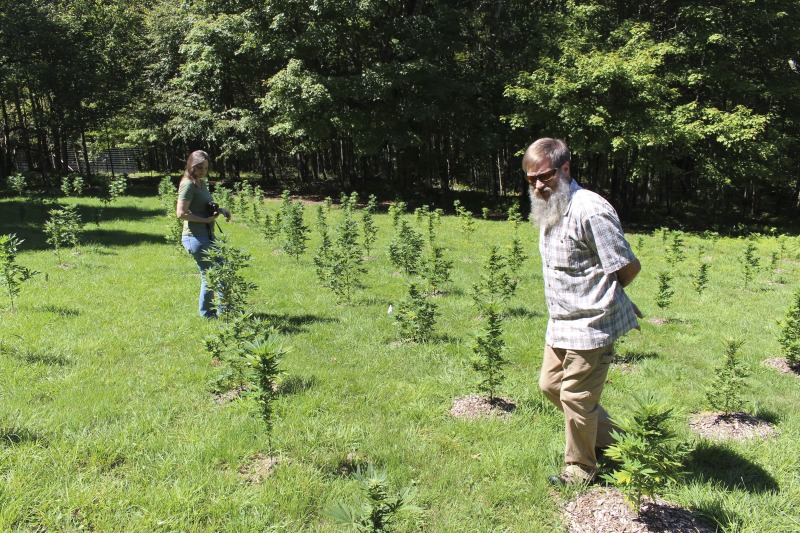 ["A ginseng digger and cultivator since he was young, Ed Daniels and his wife Carole own and operate Shady Grove Farm in Randolph County where they grow ginseng, goldenseal, ramps, cohosh, and industrial hemp, among other plants. In this interview, Ed and Carole talk about their forest farming and seed saving practice, the hopes for their farm, and Eds family tradition of medicinal herbs. Ed Daniels is a 2020-2021 participant in the West Virginia Folklife Apprenticeship Program, leading an apprenticeship with Clara Haizlett of Wellsburg. Learn more: https://wvfolklife.org/2020/10/21/2020-folklife-apprenticeship-feature-ed-daniels-clara-haizlett-agroforestry-forest-farming/Shady Grove Botanicals: https://www.shadygrovebotanicals.com/"]%