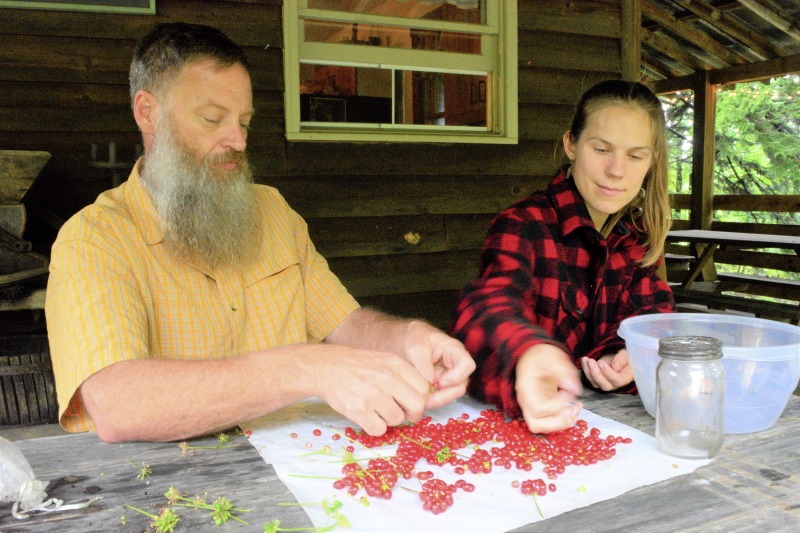 ["Ed Daniels of Mill Creek is leading an apprenticeship in agroforestry/forest farming with Clara Haizlett of Wellsburg. A ginseng digger and cultivator since he was young, Daniels and his wife Carole own and operate Shady Grove Farm in Randolph County where they grow ginseng, goldenseal, ramps, cohosh, and industrial hemp, among other plants. Haizlett, who was an intern in The Smithsonian Center for Folklife and Cultural Heritages American Ginseng: Local Knowledge, Global Roots project, plans to start a forest farm on her familys land in Brooke County.See our feature on Haizletts apprenticeship with Daniels here: https://wvfolklife.org/2020/10/21/2020-folklife-apprenticeship-feature-ed-daniels-clara-haizlett-agroforestry-forest-farming/Learn more about Ed and Carole Daniels Shady Grove Botanicals here: https://www.shadygrovebotanicals.com/Learn more about Clara Haizletts work here: https://www.clarahaizlett.com/The West Virginia Folklife Apprenticeship Program offers up to a $3,000 stipend to West Virginia master traditional artists or tradition bearers working with qualified apprentices on a year-long in-depth apprenticeship in their cultural expression or traditional art form. These apprenticeships aim to facilitate the transmission of techniques and artistry of the forms, as well as their histories and traditions.The apprenticeship program grants are administered by the West Virginia Folklife Program at the West Virginia Humanities Council in Charleston and are supported in part by an Art Works grant from the National Endowment for the Arts. West Virginia Folklife is dedicated to the documentation, preservation, presentation, and support of West Virginias vibrant cultural heritage and living traditions."]%