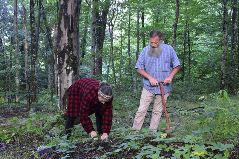 ["Ed Daniels of Mill Creek is leading an apprenticeship in agroforestry/forest farming with Clara Haizlett of Wellsburg. A ginseng digger and cultivator since he was young, Daniels and his wife Carole own and operate Shady Grove Farm in Randolph County where they grow ginseng, goldenseal, ramps, cohosh, and industrial hemp, among other plants. Haizlett, who was an intern in The Smithsonian Center for Folklife and Cultural Heritages American Ginseng: Local Knowledge, Global Roots project, plans to start a forest farm on her familys land in Brooke County.See our feature on Haizletts apprenticeship with Daniels here: https://wvfolklife.org/2020/10/21/2020-folklife-apprenticeship-feature-ed-daniels-clara-haizlett-agroforestry-forest-farming/Learn more about Ed and Carole Daniels Shady Grove Botanicals here: https://www.shadygrovebotanicals.com/Learn more about Clara Haizletts work here: https://www.clarahaizlett.com/The West Virginia Folklife Apprenticeship Program offers up to a $3,000 stipend to West Virginia master traditional artists or tradition bearers working with qualified apprentices on a year-long in-depth apprenticeship in their cultural expression or traditional art form. These apprenticeships aim to facilitate the transmission of techniques and artistry of the forms, as well as their histories and traditions.The apprenticeship program grants are administered by the West Virginia Folklife Program at the West Virginia Humanities Council in Charleston and are supported in part by an Art Works grant from the National Endowment for the Arts. West Virginia Folklife is dedicated to the documentation, preservation, presentation, and support of West Virginias vibrant cultural heritage and living traditions."]%