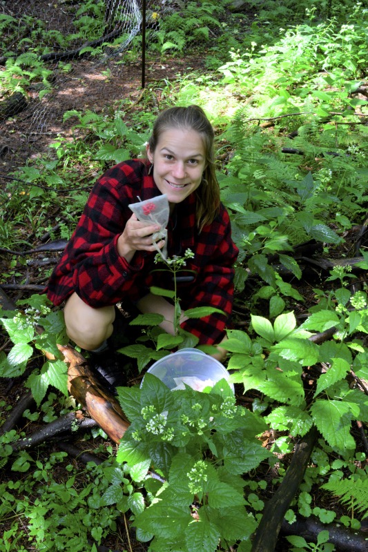 ["Ed Daniels of Mill Creek is leading an apprenticeship in agroforestry/forest farming with Clara Haizlett of Wellsburg. A ginseng digger and cultivator since he was young, Daniels and his wife Carole own and operate Shady Grove Farm in Randolph County where they grow ginseng, goldenseal, ramps, cohosh, and industrial hemp, among other plants. Haizlett, who was an intern in The Smithsonian Center for Folklife and Cultural Heritages American Ginseng: Local Knowledge, Global Roots project, plans to start a forest farm on her familys land in Brooke County.See our feature on Haizletts apprenticeship with Daniels here: https://wvfolklife.org/2020/10/21/2020-folklife-apprenticeship-feature-ed-daniels-clara-haizlett-agroforestry-forest-farming/Learn more about Ed and Carole Daniels Shady Grove Botanicals here: https://www.shadygrovebotanicals.com/Learn more about Clara Haizletts work here: https://www.clarahaizlett.com/The West Virginia Folklife Apprenticeship Program offers up to a $3,000 stipend to West Virginia master traditional artists or tradition bearers working with qualified apprentices on a year-long in-depth apprenticeship in their cultural expression or traditional art form. These apprenticeships aim to facilitate the transmission of techniques and artistry of the forms, as well as their histories and traditions.The apprenticeship program grants are administered by the West Virginia Folklife Program at the West Virginia Humanities Council in Charleston and are supported in part by an Art Works grant from the National Endowment for the Arts. West Virginia Folklife is dedicated to the documentation, preservation, presentation, and support of West Virginias vibrant cultural heritage and living traditions."]%