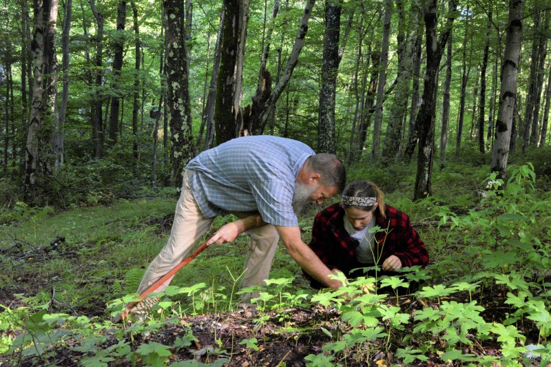 ["Ed Daniels of Mill Creek is leading an apprenticeship in agroforestry/forest farming with Clara Haizlett of Wellsburg. A ginseng digger and cultivator since he was young, Daniels and his wife Carole own and operate Shady Grove Farm in Randolph County where they grow ginseng, goldenseal, ramps, cohosh, and industrial hemp, among other plants. Haizlett, who was an intern in The Smithsonian Center for Folklife and Cultural Heritages American Ginseng: Local Knowledge, Global Roots project, plans to start a forest farm on her familys land in Brooke County.See our feature on Haizletts apprenticeship with Daniels here: https://wvfolklife.org/2020/10/21/2020-folklife-apprenticeship-feature-ed-daniels-clara-haizlett-agroforestry-forest-farming/Learn more about Ed and Carole Daniels Shady Grove Botanicals here: https://www.shadygrovebotanicals.com/Learn more about Clara Haizletts work here: https://www.clarahaizlett.com/The West Virginia Folklife Apprenticeship Program offers up to a $3,000 stipend to West Virginia master traditional artists or tradition bearers working with qualified apprentices on a year-long in-depth apprenticeship in their cultural expression or traditional art form. These apprenticeships aim to facilitate the transmission of techniques and artistry of the forms, as well as their histories and traditions.The apprenticeship program grants are administered by the West Virginia Folklife Program at the West Virginia Humanities Council in Charleston and are supported in part by an Art Works grant from the National Endowment for the Arts. West Virginia Folklife is dedicated to the documentation, preservation, presentation, and support of West Virginias vibrant cultural heritage and living traditions."]%