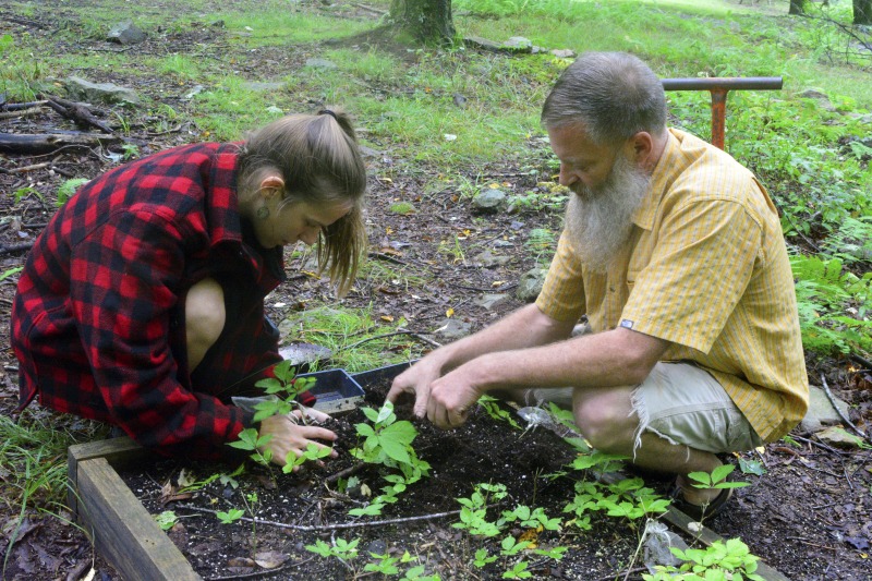 ["Ed Daniels of Mill Creek is leading an apprenticeship in agroforestry/forest farming with Clara Haizlett of Wellsburg. A ginseng digger and cultivator since he was young, Daniels and his wife Carole own and operate Shady Grove Farm in Randolph County where they grow ginseng, goldenseal, ramps, cohosh, and industrial hemp, among other plants. Haizlett, who was an intern in The Smithsonian Center for Folklife and Cultural Heritages American Ginseng: Local Knowledge, Global Roots project, plans to start a forest farm on her familys land in Brooke County.See our feature on Haizletts apprenticeship with Daniels here: https://wvfolklife.org/2020/10/21/2020-folklife-apprenticeship-feature-ed-daniels-clara-haizlett-agroforestry-forest-farming/Learn more about Ed and Carole Daniels Shady Grove Botanicals here: https://www.shadygrovebotanicals.com/Learn more about Clara Haizletts work here: https://www.clarahaizlett.com/The West Virginia Folklife Apprenticeship Program offers up to a $3,000 stipend to West Virginia master traditional artists or tradition bearers working with qualified apprentices on a year-long in-depth apprenticeship in their cultural expression or traditional art form. These apprenticeships aim to facilitate the transmission of techniques and artistry of the forms, as well as their histories and traditions.The apprenticeship program grants are administered by the West Virginia Folklife Program at the West Virginia Humanities Council in Charleston and are supported in part by an Art Works grant from the National Endowment for the Arts. West Virginia Folklife is dedicated to the documentation, preservation, presentation, and support of West Virginias vibrant cultural heritage and living traditions."]%