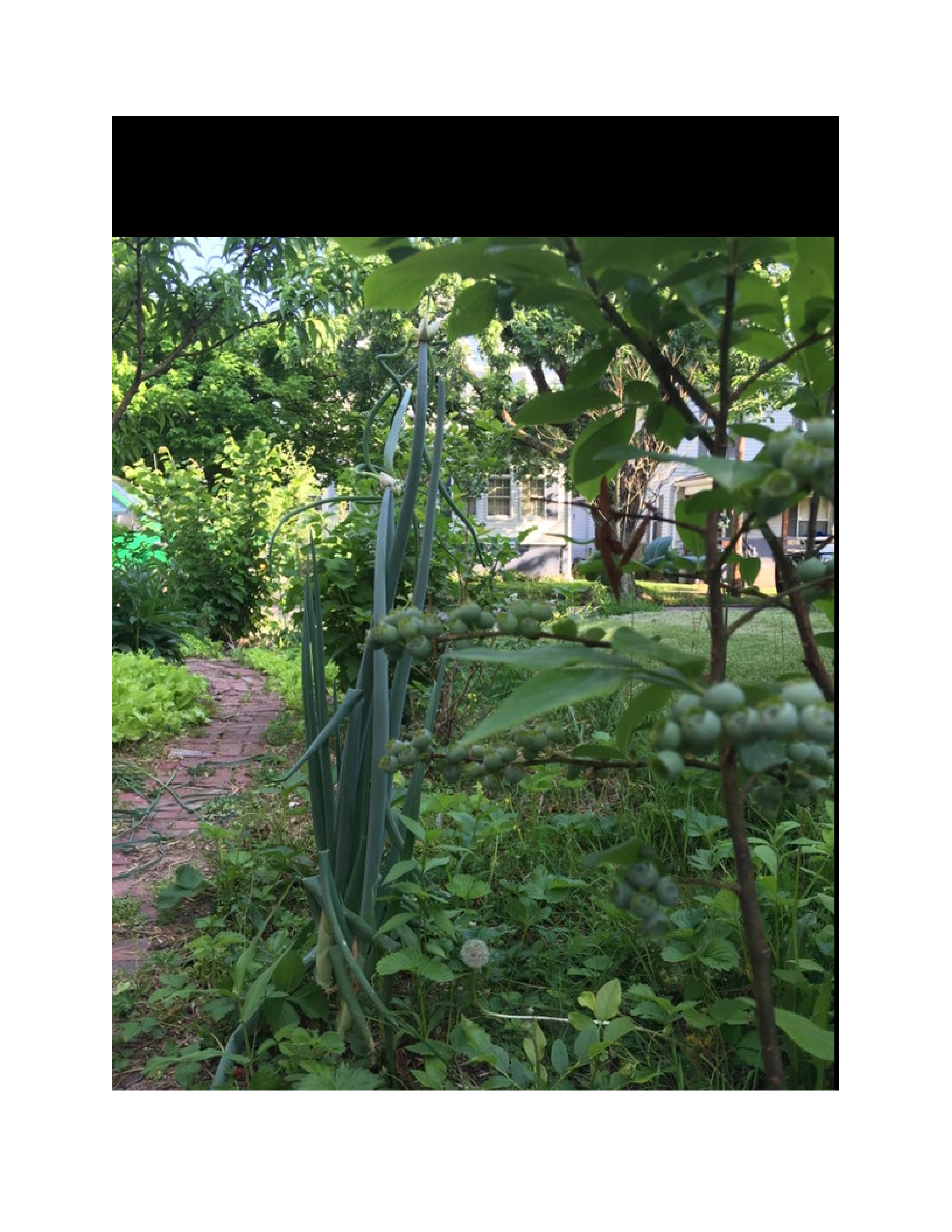 ["Marion Harless of Kerens led a 2018 apprenticeship in green traditions with Kara Vaneck of Weston as part of the 2018 West Virginia Folklife Apprenticeship Program, supported in part by the National Endowment for the Arts. Harless is a co-founder of the Mountain State Organic Growers and Buyers Association and the West Virginia Herb Association, and has taught widely on medicinal herbs, edible landscaping, and native plants. Vaneck is the owner of Smoke Camp Crafts and has served as vice president and treasurer of the West Virginia Herb Association.Read our feature on Harless apprenticeship with Vaneck here: https://wvfolklife.org/2018/12/20/2018-master-artist-apprentice-feature-marion-harless-kara-vaneck-green-traditions/Read Emily Hilliards article on Marion Harless here and in the Spring 2019 issue of Goldenseal Magazine: https://wvfolklife.org/2019/03/22/the-state-folklorists-notebook-people-need-to-know-about-plants-herbarist-marion-harless/"]%