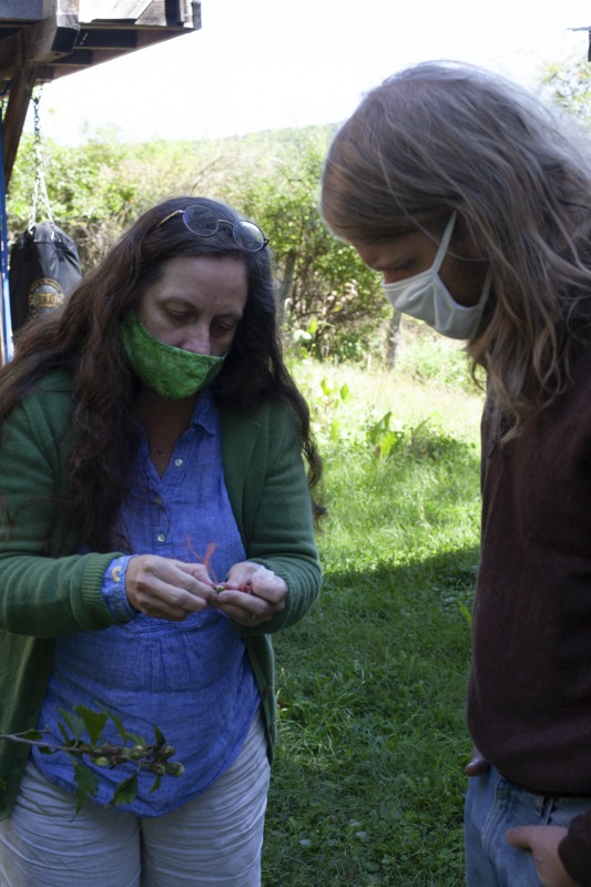 Leenie Hobbie of Rio in Hampshire County and Jon Falcone of Lost River in Hardy County were participants in the 2020-2021 West Virginia Folklife Apprenticeship Program. Hobbie led an apprenticeship in traditional Appalachian herbalism Falcone. Hobbie has been a family herbalist for over 30 years, originally learning the tradition from her grandmother, who used both garden-grown and wild harvested plants at her home in the mountains of Southwestern Virginia. She has studied with acclaimed herbalists across the country and has taught the tradition within her community in Hampshire County. Falcone is a novice herbalist who hopes to apply his skills to his future homestead in West Virginia.See our feature on Falcones apprenticeship with Hobbie here: https://wvfolklife.org/2020/10/26/2020-folklife-apprenticeship-feature-leenie-hobbie-jon-falcone-traditional-appalachian-herbalism/The West Virginia Folklife Apprenticeship Program offers up to a $3,000 stipend to West Virginia master traditional artists or tradition bearers working with qualified apprentices on a year-long in-depth apprenticeship in their cultural expression or traditional art form. These apprenticeships aim to facilitate the transmission of techniques and artistry of the forms, as well as their histories and traditions.The apprenticeship program grants are administered by the West Virginia Folklife Program at the West Virginia Humanities Council in Charleston and are supported in part by an Art Works grant from the National Endowment for the Arts. West Virginia Folklife is dedicated to the documentation, preservation, presentation, and support of West Virginias vibrant cultural heritage and living traditions.